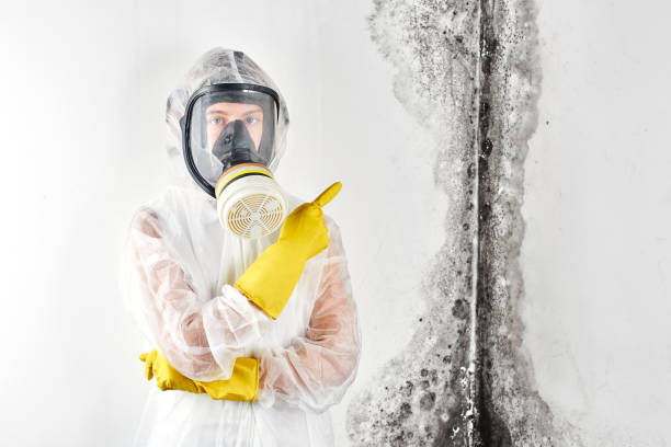 Professional Mold Removal in Oak Hills, PA