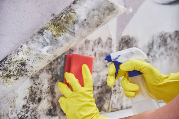 Best Environmental Consulting for Mold Prevention in Oak Hills, PA